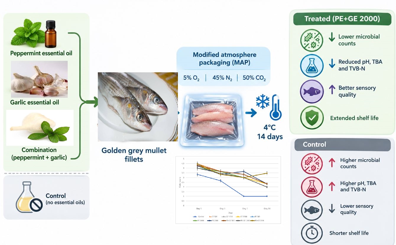 Effects of Peppermint and Garlic Essential Oils on Microbial and Sensory Properties of Golden Grey Mullet (Liza aurata) Fillets During Refrigerated Storage 