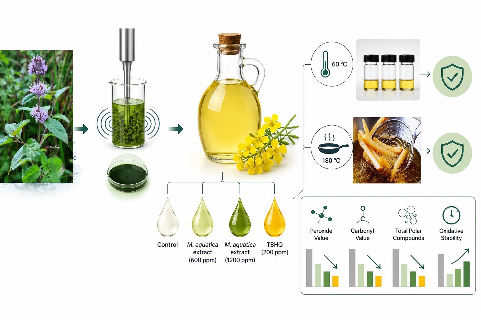 Antioxidant properties of Mentha aquatica extract and its effectiveness in retarding lipid oxidation in canola oil during simulated frying and accelerated storage 