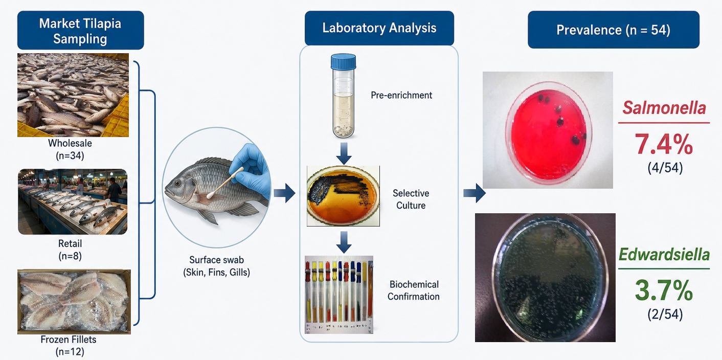 Prevalence and Distribution of Salmonella and Edwardsiella in Market Tilapia (Oreochromis sp.) in Tehran, Iran. 