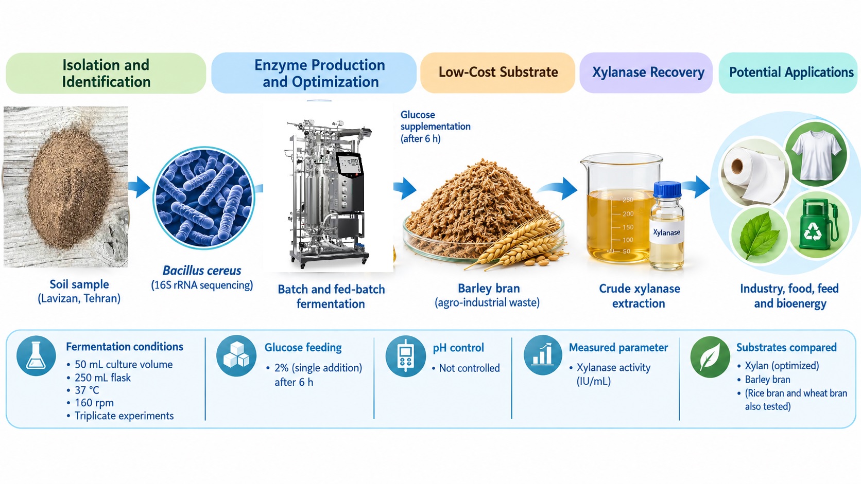 High-Yield Xylanase Production by a Newly Isolated Bacillus Cereus Strain Using Fed-Batch Cultivation and Agro-Industrial Waste Substrates 